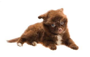 Pommeren spitz puppy op witte achtergrond foto