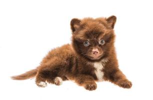 Pommeren spitz puppy op witte achtergrond foto