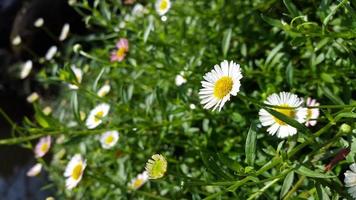 gemeenschappelijk madeliefje bloemen Bij de tuinen, wit bloemblaadjes, yelow centrum foto