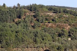 landschap in de bergen in noordelijk Israël. foto