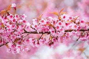 dichtbij omhoog Afdeling met roze sakura bloesems foto