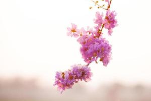 lagerstroemia floribunda bloem foto
