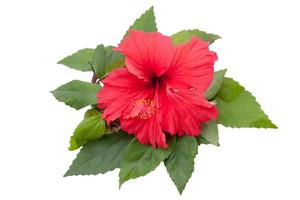 rood hibiscus bloem hoofd over- wit achtergrond foto