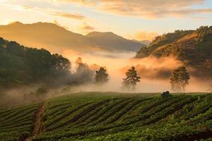 mistige ochtendzonsopgang in aardbeituin bij doi ang khang-berg, chiangmai foto