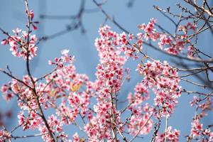 sakura bloemen bloeiende bloesem in de provincie phulomlo loei, thailand foto