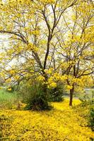 tabebuia chrysotricha geel bloemen foto