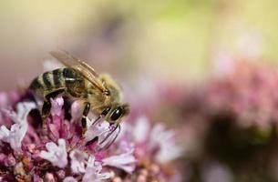 dichtbij omhoog van een klein honing bij zittend Aan klein Purper wilde bloemen foto