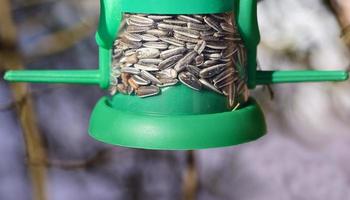 detailopname en gedetailleerd visie van een voeden station voor vogelstand met zonnebloem zaden en een baars voor de dieren naar zitten Aan foto