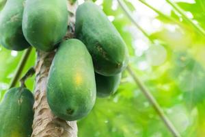 vers groen papaja fruit hangende van Afdeling. papaja boom tuin en gezond voedsel concept, groep van papaja, macro foto