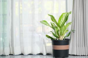 groen lucht zuiverend plant, groen aglaonema, fabriek in zwart ingemaakt fabriek door de venster in de kamer, wit gordijnen, natuurlijk licht venster, slaapkamer, woonkamer kamer, hoek foto