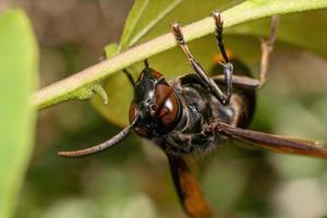 zwart wesp insect dichtbij omhoog macro premie foto