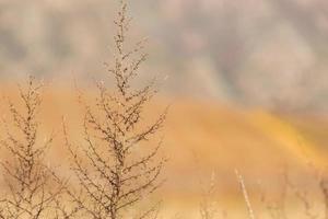 Ondiep focus schot van stekelig Russisch distel fabriek in de veld- foto