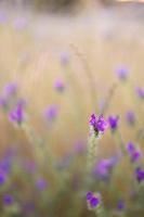 detailopname van een klein bloem foto