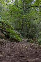 Forrest in nieuw Zeeland foto