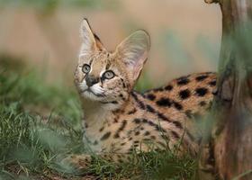 serval in gras foto