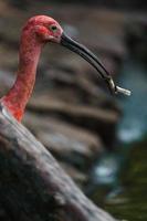 portret van scharlaken ibis foto