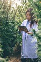 wetenschappers onderzoeken en analyseren cannabisplanten, ondertekenen resultaten met laptops in kassen, alternatieve geneeswijzen, kruiden, cbd-olie, farmaceutische industrie. foto