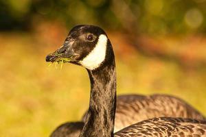 mooi gans en zwaan Aan blauw meer water in zonnig dag gedurende zomer, zwanen Aan vijver, natuur serie foto