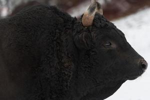 een groot zwart stier in de sneeuw opleiding naar strijd in de arena. stierengevechten concept. selectief focus foto