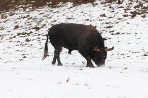 een groot zwart stier in de sneeuw opleiding naar strijd in de arena. stierengevechten concept. selectief focus foto