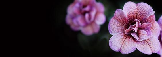 dichtbij omhoog afbeeldingen van dubbele impatiens roos zijn populair tuin eenjarigen. foto
