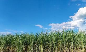 suikerstok velden en blauw lucht foto