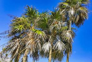 tropische palmbomen kokosnoten blauwe lucht in tulum mexico. foto