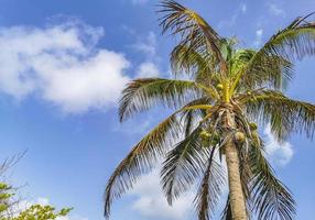 tropische palmboom kokosnoten blauwe lucht in tulum mexico. foto