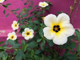 madeliefje bloemen Aan groen fabriek met roze achtergrond. selectief dof foto