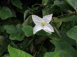 klimop kalebas of coccinia grandis blad. dichtbij omhoog exotisch wit bloem Aan groen bladeren van klimop grond boom in tuin met ochtend- licht. top visie wit bloemen. foto