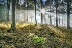 beuken Woud in de ochtend- foto