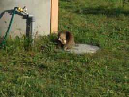 de kat leugens vredig Aan een heet zomer dag foto