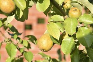 rijp Peer fruit Aan een boom in gebladerte in herfst in de tuin. sappig Peer fruit in de zomer tuin. foto