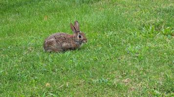 konijn zittend in een veld- foto