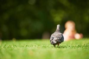 baby in park foto