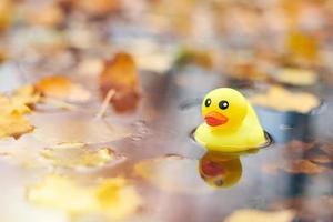 herfst eend speelgoed in plas met bladeren foto