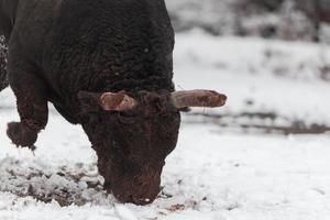 een groot zwart stier in de sneeuw opleiding naar strijd in de arena. stierengevechten concept. selectief focus foto