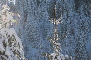 pijnboom boom Woud achtergrond gedekt met vers sneeuw foto