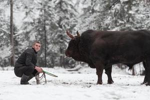 vechter stier fluistert, een Mens wie opleiding een stier Aan een besneeuwd winter dag in een Woud weide en voorbereidingen treffen hem voor een strijd in de arena. stierengevechten concept. foto