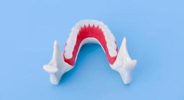 lager menselijk kaak met tanden en tandvlees anatomie model- foto