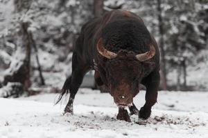 een groot zwart stier in de sneeuw opleiding naar strijd in de arena. stierengevechten concept. selectief focus foto