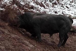 een groot zwart stier steken haar hoorns in de besneeuwd grond en treinen naar strijd in de arena. de concept van stierenvechten. selectief focus foto