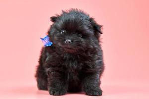 Pommeren spitz puppy op roze achtergrond foto