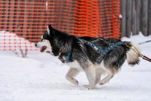 sledehondenraces. husky sledehonden team in harnas rennen en trekken hondenchauffeur. wintersport kampioenschap competitie. foto