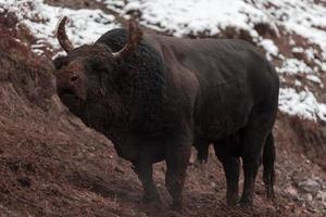 een groot zwart stier steken haar hoorns in de besneeuwd grond en treinen naar strijd in de arena. de concept van stierenvechten. selectief focus foto