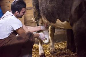 boer melken zuivel koe door hand- foto