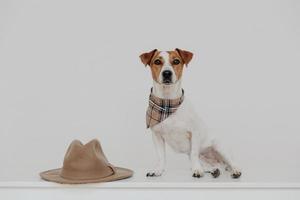 schattige jack russell terrier draagt sjaal om de nek, poseert tegen een witte achtergrond in de buurt van een stijlvolle hoed, wacht op nieuwe eigenaren. dieren begrip. rashond binnen zonder mensen. kleine puppy, huisdier foto