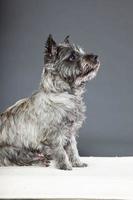 cairn terrier hond met grijze vacht. studio opname.