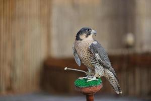 Arabisch valk vogel foto