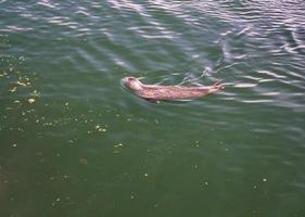 wild grijs zegels halichoerus grypus Aan de Duitse noorden zee kust foto